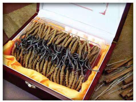 黔西冬虫夏草回收